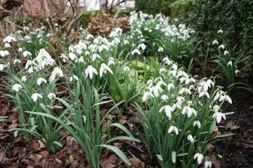 Meine Schneeglöckchen haben sich gut vermehrt, hier im Vorgarten