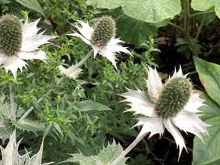 Elfenbeindistel (Eryngium giganteum)