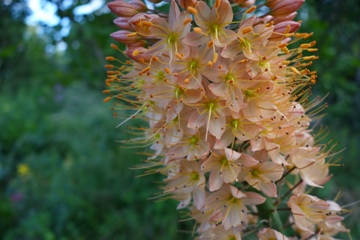 Steppenkerze (Eremurus-Sorte) - Detail