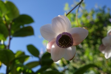 Anemonopsis macrophylla (Scheinanemone)