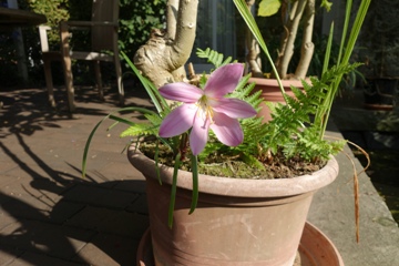 Habranthus robustus (Regenlilie)