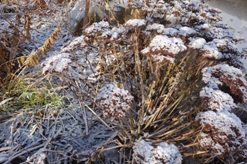 Die Hohe Fetthenne (Sedum telephium) schmückt lange den Garten. Deswegen später Schnitt.