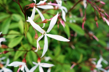 Die sternförmigen Einzelblüten mit sehr schmalen Blütenblättern, roten Kelchen und Stängeln