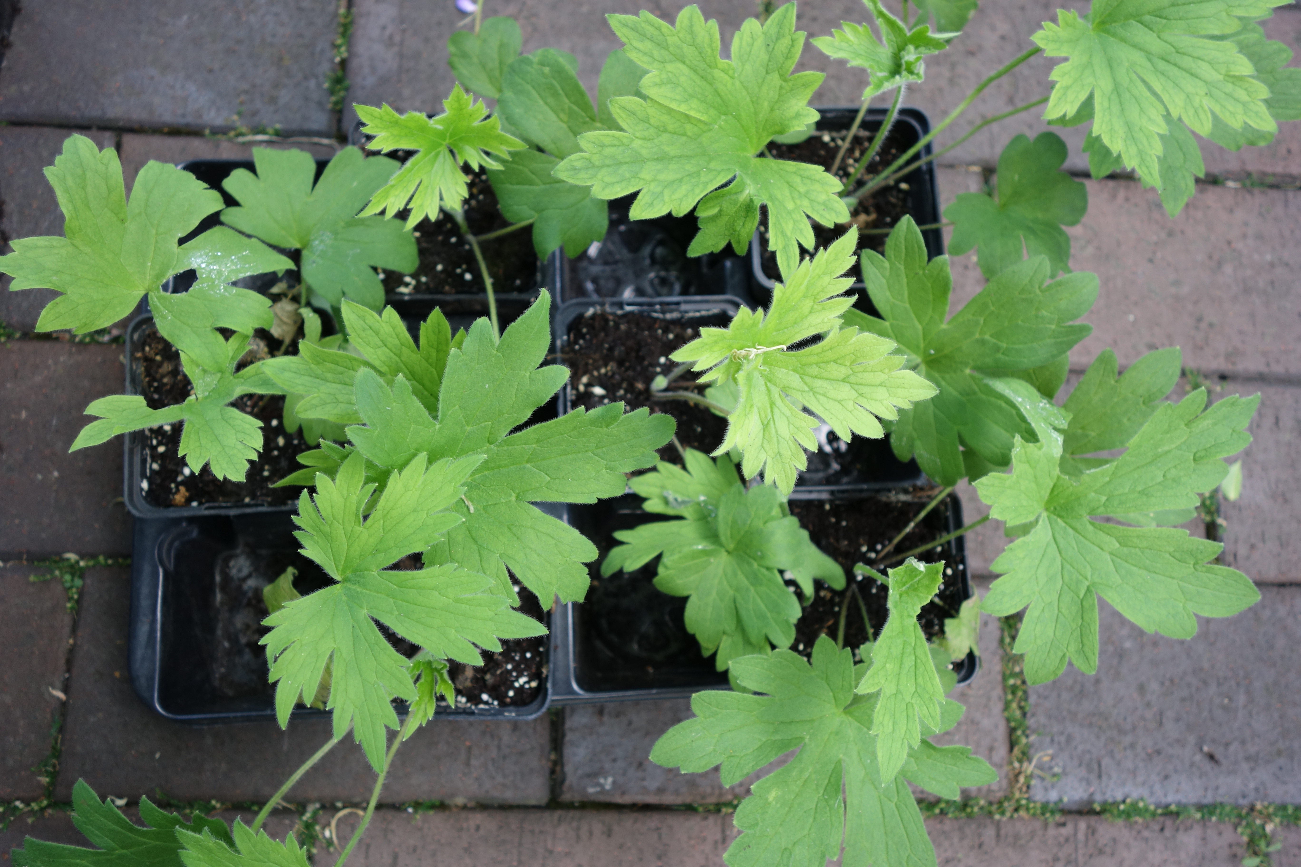 Sechs pflanzbereite Sämlinge