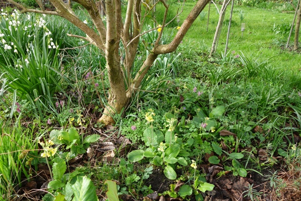  Hohe Schlüsselblumen am Rande der Wiese mit Lungenkraut, Gefingertem Lerchensporn und dem bei meinem Gartenboden unvermeidlichen Kriechenden Hanenfuß. Dominiert wrid die Wiese jetzt von der 40 cm hohen weiß blühenden Sommerknotenblume (Leucojum aestivum).