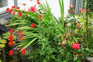 Dominanz von 'Lucifer' im Beet. Die gelichfarbipge Rose 'Duftwolke' geht unter