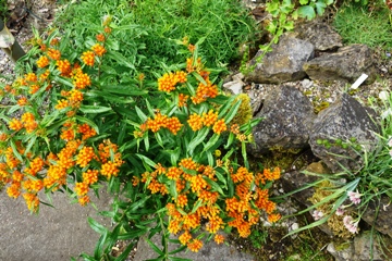 Blick von oben auf die gesamte Pflanze