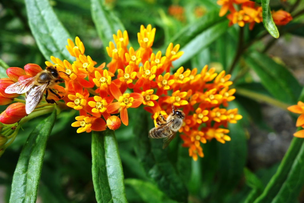 Die dreifarbigen Einzelblüten sind beliebt bei Bienen.