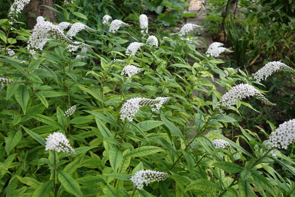 Der Gedanke an ein Schneefeld ist zwar weit hergeholt, aber das reine Weiß der Blüten macht einen starken Eindruck.