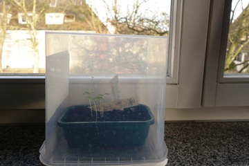 Im Plastikbehälter waren Sonnenblumenkerne für das Vogelfutter. Jetzt ist er ein praktisches Kleingewächshaus für Aussaaten und auch hoch genug für die Stecklingsvermehrung.