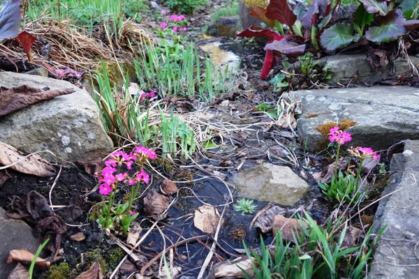 Die Rosenprimeln säumen den "Bachlauf".