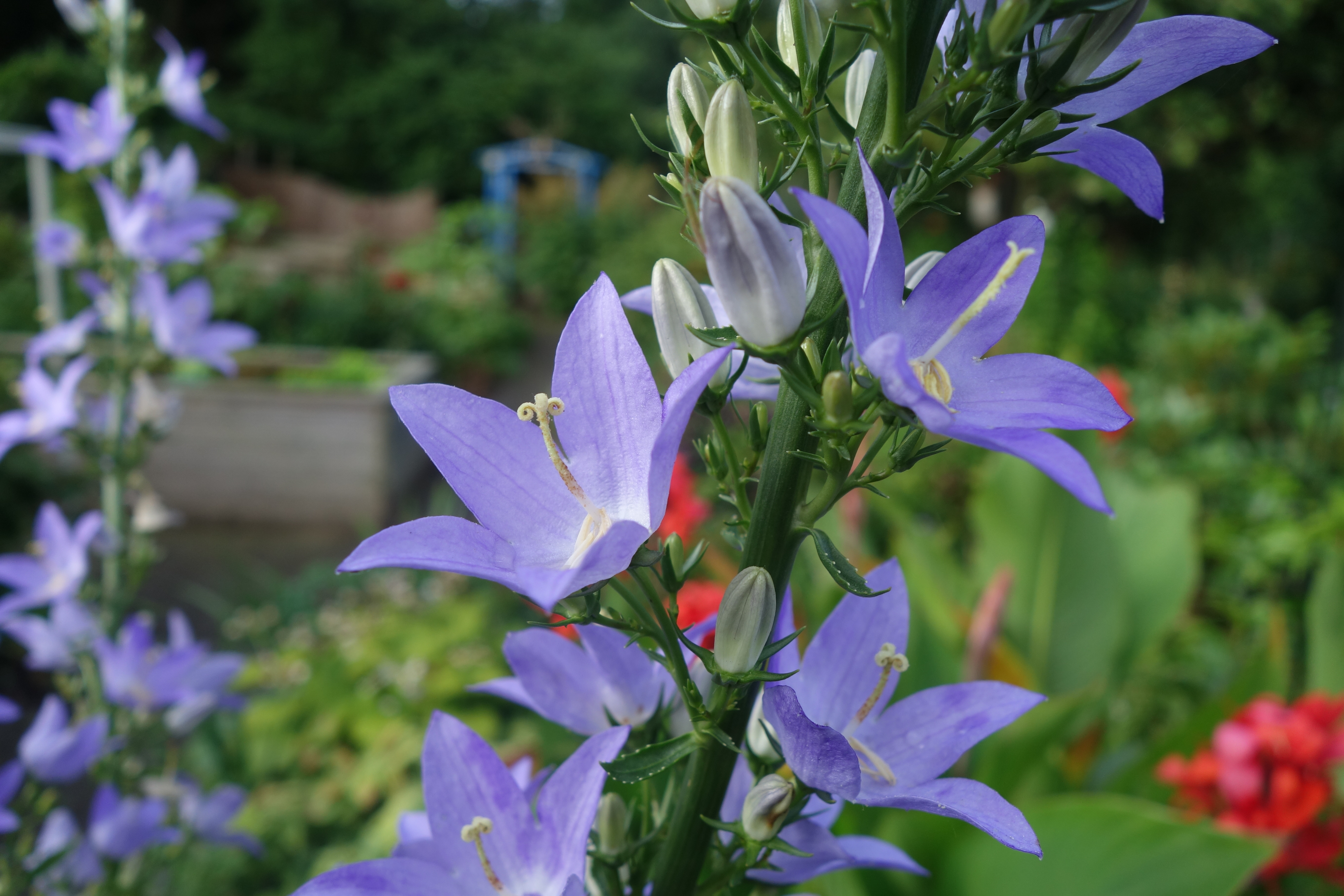 Pyramdienglockenblume - Campanula pyramdalis