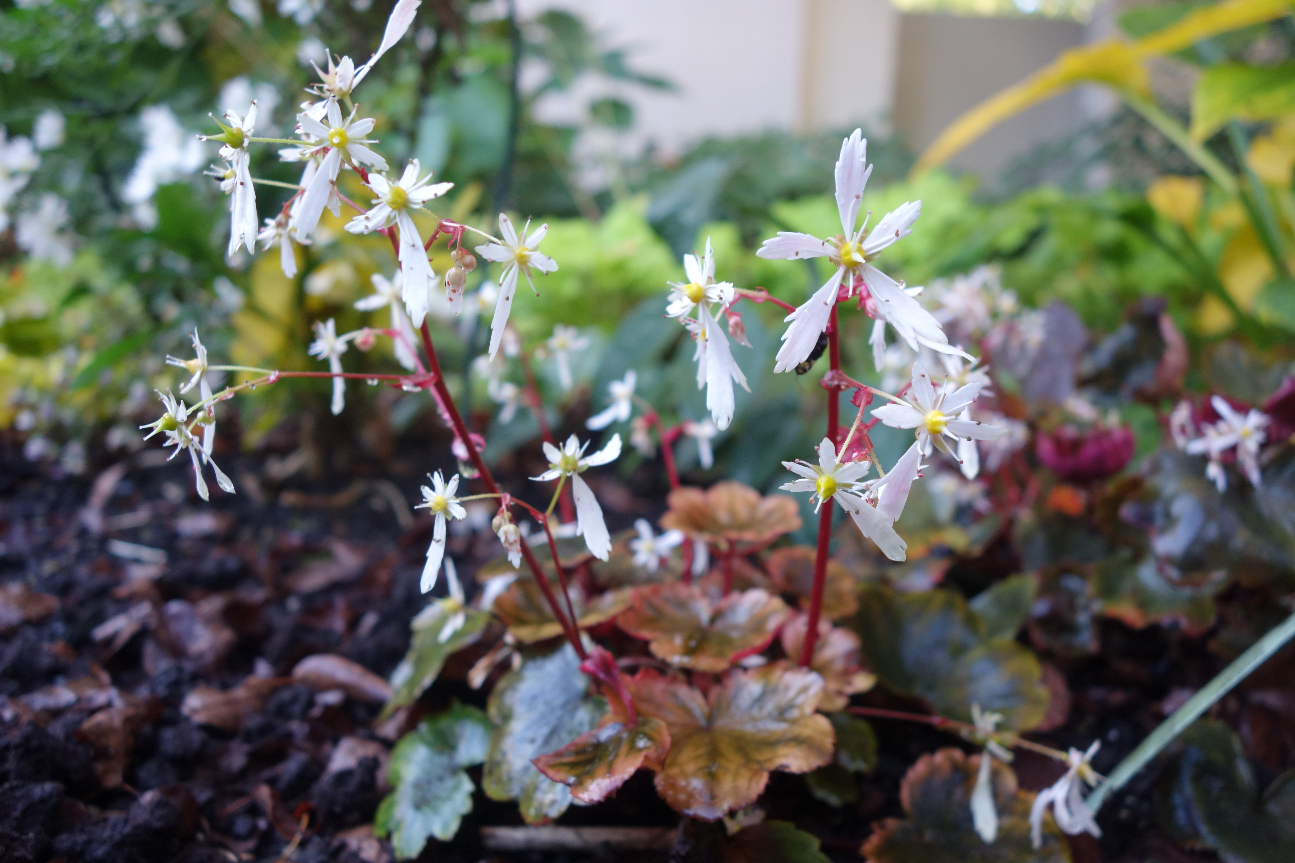 Herbststeinbrech - Saxifraga cortusifolia var. fortunei 'Adailoe' 