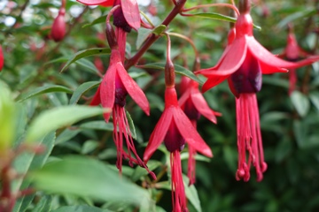 Fuchsia magellanica (winterharte Fuchsie)