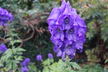 Herbsteisenhut (Aconitium carmichaelii 'Arendsii')