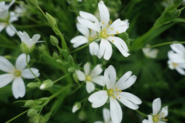 Große Sternmiere (Stellaria holostea)