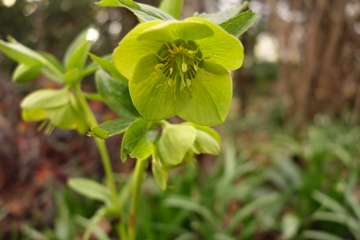 Farbspiel von Chartreuse in der Blüte der Duftenden Nieswurz (Helleborus odorus)