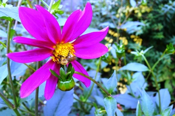 Dahliensämling - ein genetisch einzigartiges Individuum; dafür sorgt die Wildbiene