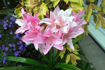 Hakenlilie (Crinum x powellii)