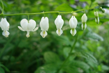 Tränendes Herz  (Lamprocapnos spectabilis)