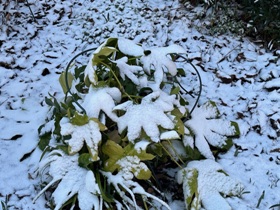 Die gleiche Fatsia im Januar im Schnee