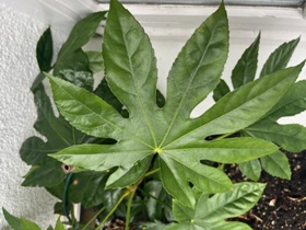 Das schöne neunfingrige Blatt bei einem der Exemplare in der Pflanznische des Hauses