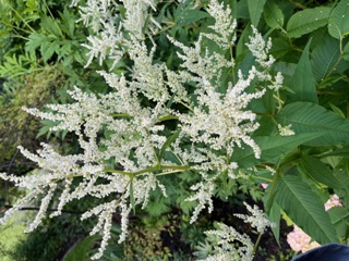 Die Anordnung der Einzelblüten ähnelt 
ein wenig Perlenschnüren