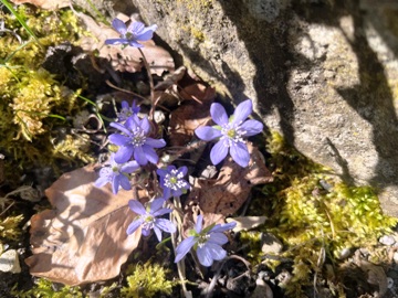 Gewöhnliches Leberblümchen (Hepatica nobilis)