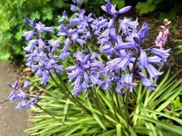 Der Unterschied ist deutlichu erkennen: Spanisches Hasenglöckchen (Hyancinthoides hispanica9 