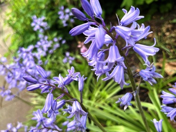 Spanisches Hasenglöckchen (Hyacinthoides hispanica)