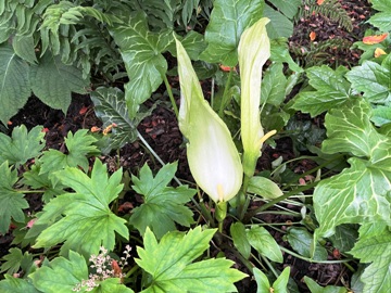 Ganz unten bei der Bl&uuml;te des Geaderten Aronstabs liegt die Kesselfalle; im Vordergrund sommergr&uuml;ne Mukdenia rossii (Ahornblatt)