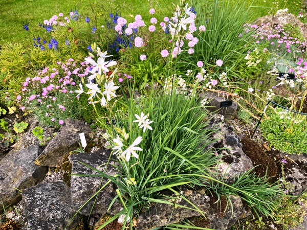 Welche Graslilienart? Graslilie onTop des Steingartens