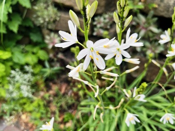 Anlthericum liliago