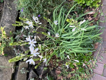 Graslilie am Fuß der Trockenmauer