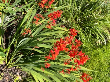 Niedrige Sorte von Crocosmia crocosmiiflora, ziegelrot,, nur 70 cm hoch, erst Anfang August blühend