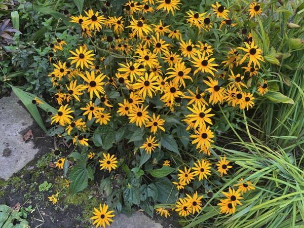 Üppiger Blütenflor von 'Goldsturm' nach zwei Jahren Standzeit