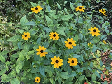 Rudbeckia triloba (Oktobersonnenhut)