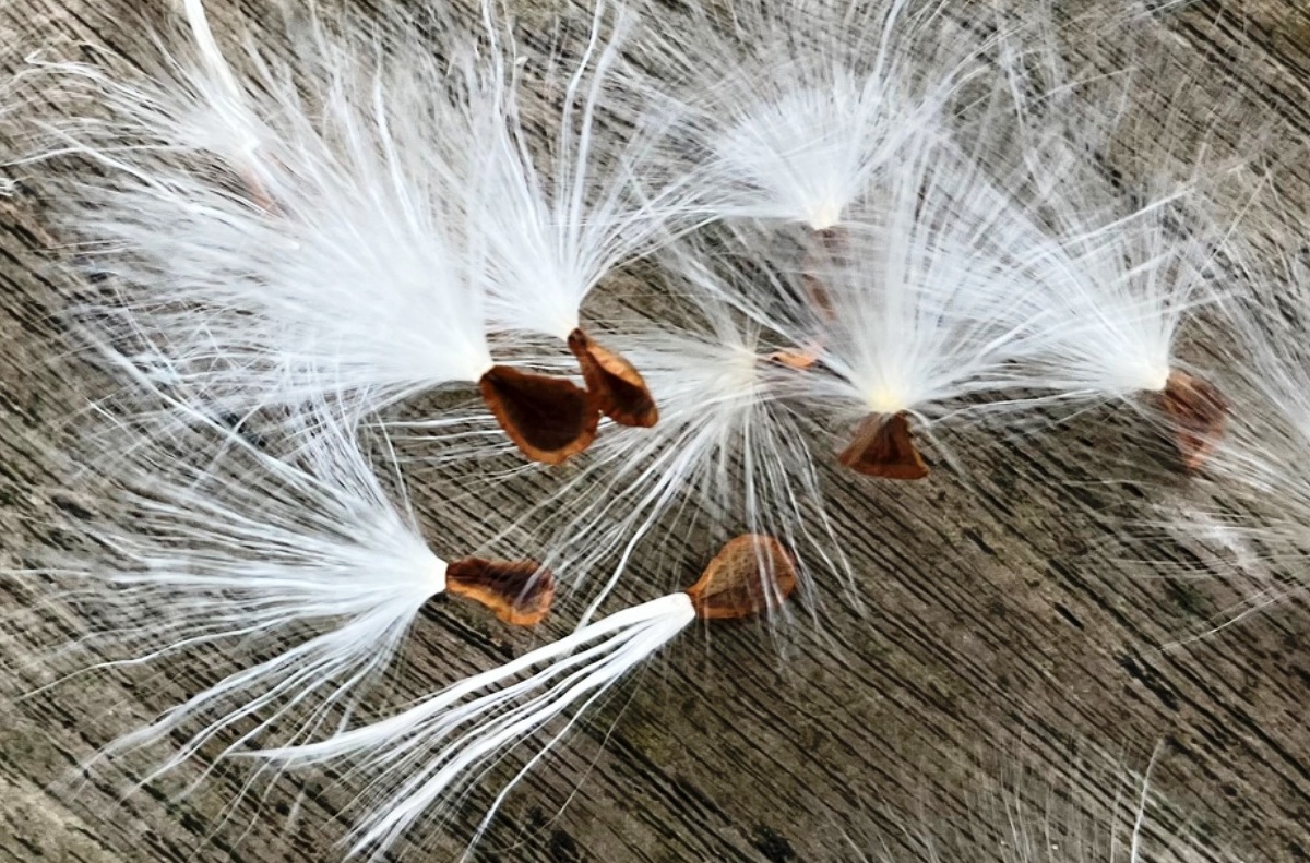 Die Samen haben an den Seiten zwei kleine Flügelchen; oben ein Same mit noch nicht entfaltetem Seidenschopf.