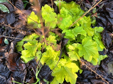 Samthaariges Purpurgl&ouml;ckchen
(Heuchera villosa' Citronelle' (?)