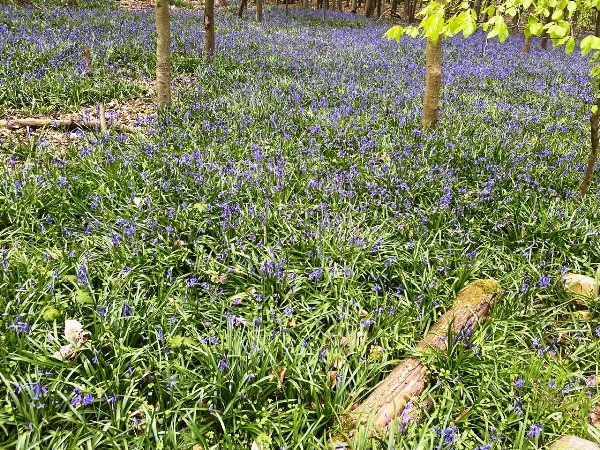 So weit das Auge reicht: Blue Bells im Kellenberger Wald - Foto: Florian Kirchhof